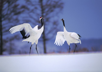 Japanese Crane