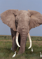 Plakat African Elephant