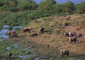 African Elephants