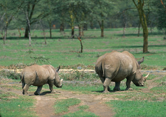 White Rhinoceros