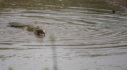 Crocodile swimming in water with half consumed baby calf in his mouth, the skull still visible. Kruger National Park, South Africa
