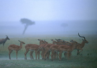 Impala 