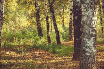 Birch Trees in Autumn Park Retro
