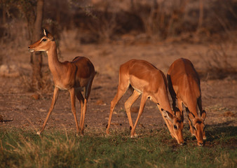 Impala 
