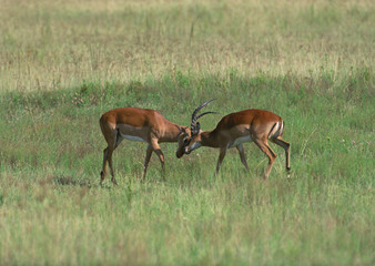 Impala 