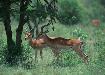 Impala 