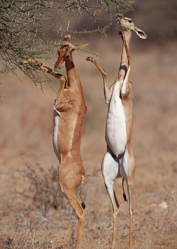 Gerenuk