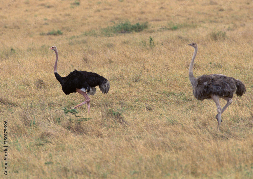 Canvas Prints Ostrich