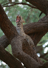 Panther
