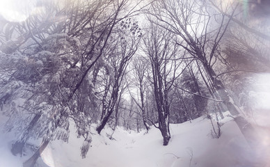 Winter forest