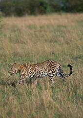 Panther