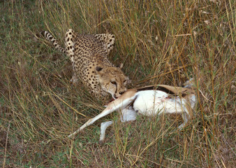 Cheetah