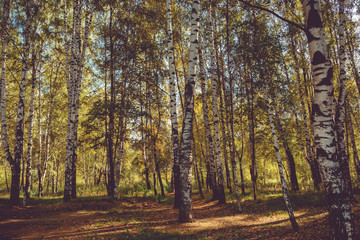 Birch Trees in Autumn Park Retro