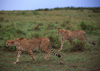 Cheetah