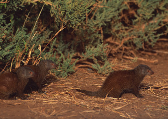 Mongoose