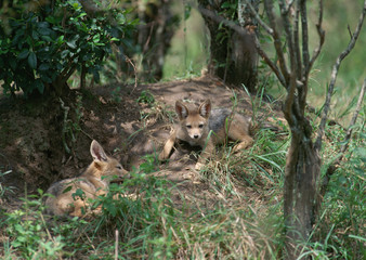 Black Backed Jackal 