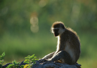 Savanna Monkey