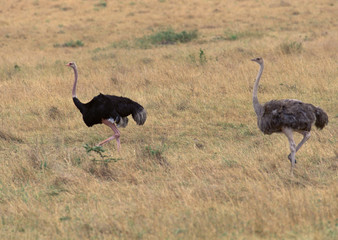 Fototapeta premium Ostrich