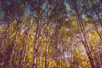 Birch Trees in Autumn Park Retro
