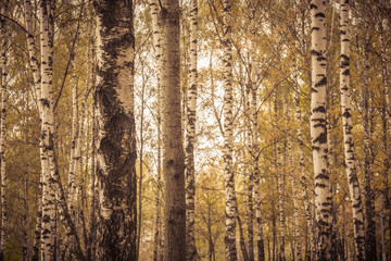 Birch Trees in Autumn Park Retro