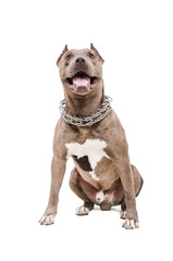 Portrait of a pit bull sitting isolated on white background