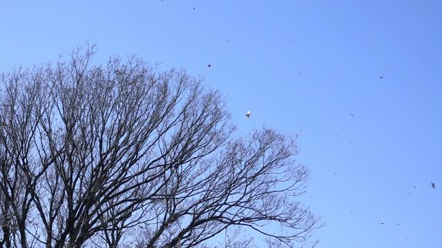 木と枯葉・スローモーション_4-292