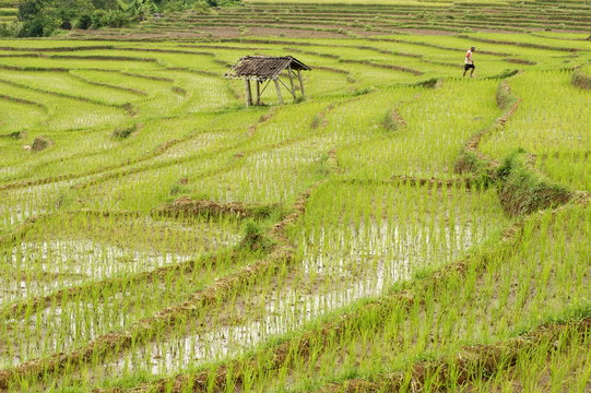 Farmer in rice paddy fields laid in shallow terraces, Surakarta district, Solo river valley, Java, Indonesia 