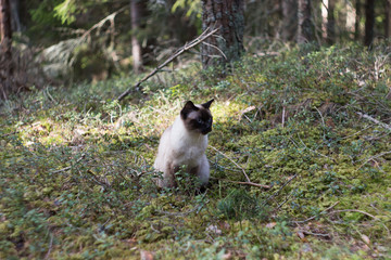 Female Siamese cat sitting in green forest