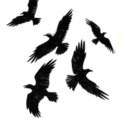 Flying Crows