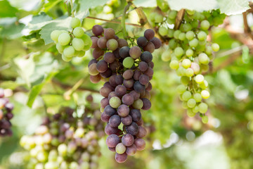 bunch of grape on vine grape