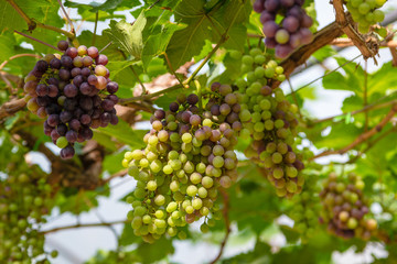 bunch of grape on vine grape