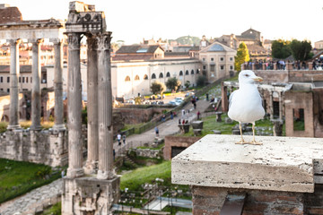 Fototapeta na wymiar urban seagull and ruins of Forum of Caesar