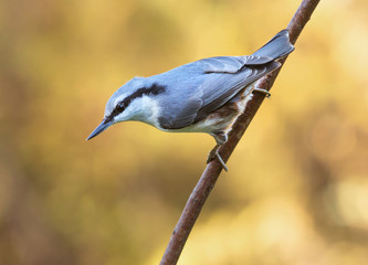 Eurasian nuthatch (Sitta europaea).