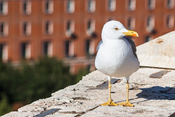 urban gull on wall of Castle St Angel in Rome