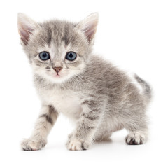 Fototapeta premium Small gray kitten.