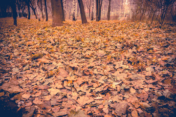 Birch Trees in Autumn Park Retro