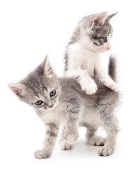Two small kittens.