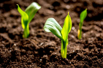 Concept appearance of life - sprout from soil close up