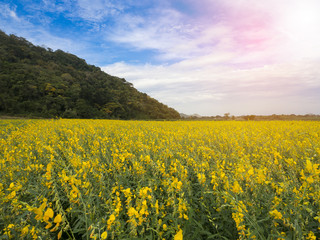 Sunn Hemp or Indian Hemp in the field at Thailand.