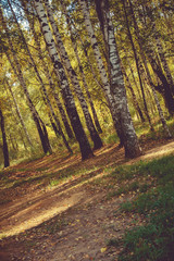 Birch Trees in Autumn Park Retro