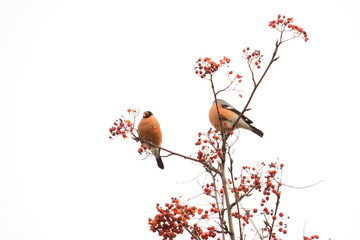 Bullfinch on Rowan