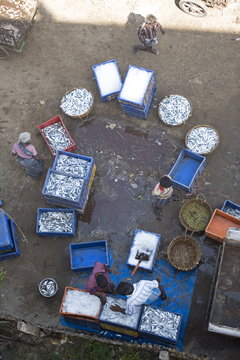 Sorting the morning's catch of fish, Dhanushkodi, Tamil Nadu