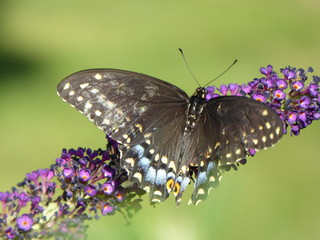 limenitis arthemis astyanax on buddelia davidii 'Black Knight'
