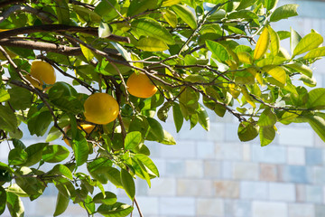 Mandarin to become a garden