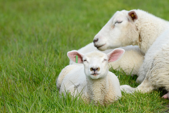Sheep and lamb lying on meadow