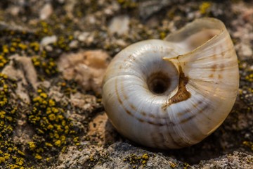 Abandoned Snail Shell