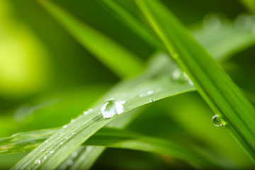 Fototapeta premium krople wody na zielonej trawie