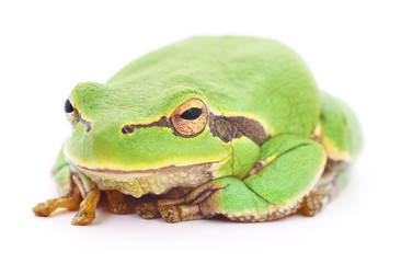 Green frog isollated.