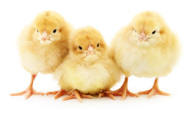 Three yellow chickens.