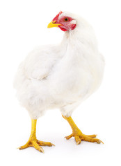 White hen isolated.